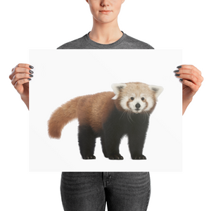 Red-Panda Photo paper poster