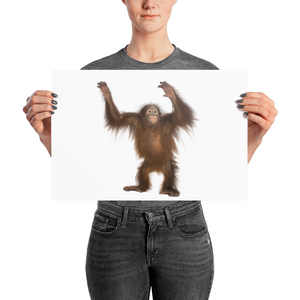Orang-utan Photo paper poster