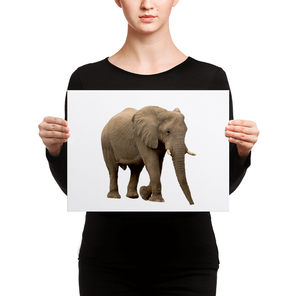 African-Forrest-Elephant Canvas