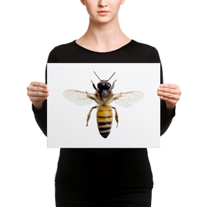 Honey-Bee Canvas