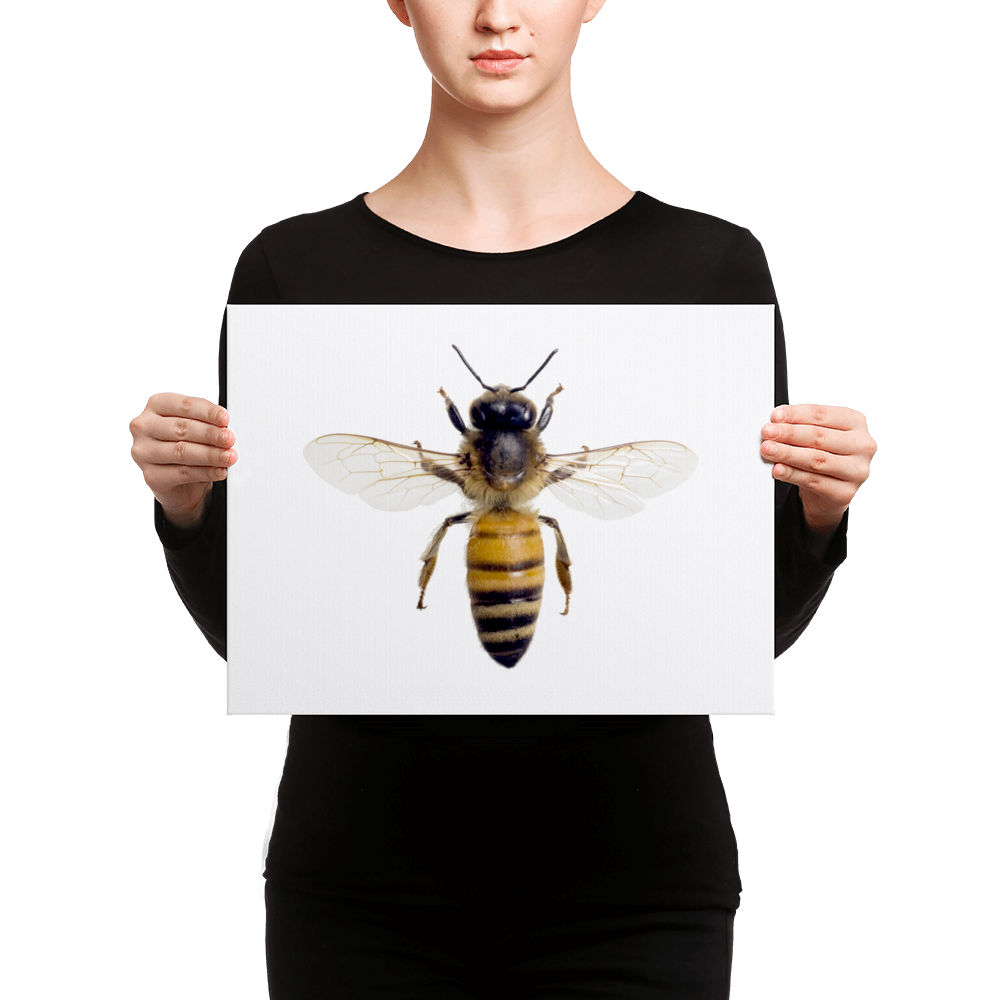 Honey-Bee Canvas