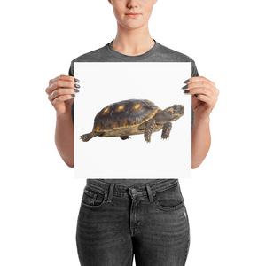 Tortoise Photo paper poster