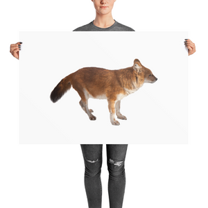 Dhole Photo paper poster