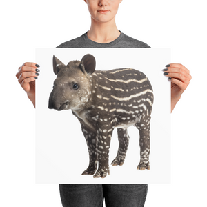 Tapir Photo paper poster
