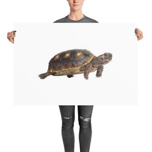 Tortoise Photo paper poster