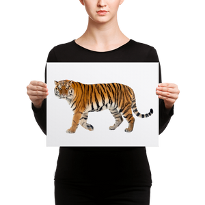 Siberian-Tiger Canvas