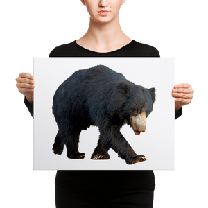Sloth-Bear Canvas