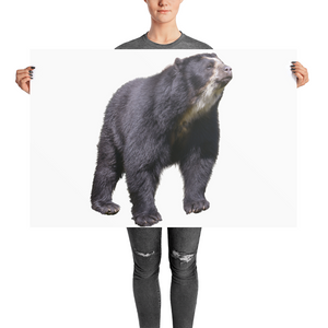Specticaled-Bear Photo paper poster