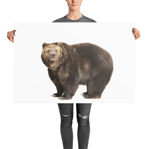 Brown-Bear- Photo paper poster