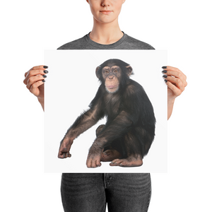 Chimpanzee Photo paper poster