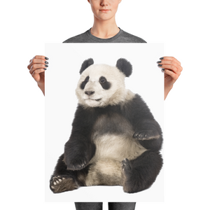 Giant-Panda Photo paper poster