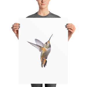Hummingbird Photo paper poster