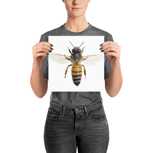 Honey-Bee Photo paper poster