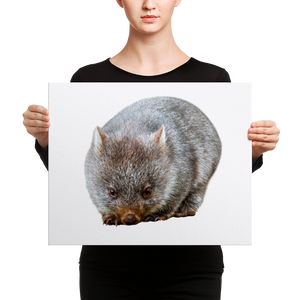 Wombat Canvas