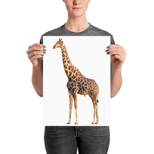 Giraffe Photo paper poster