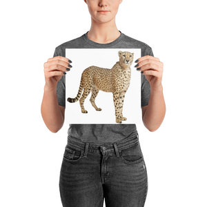 Cheetah Photo paper poster