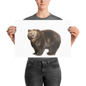 Brown-Bear- Photo paper poster
