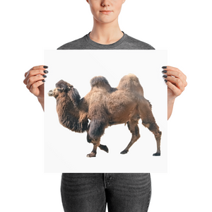Bactrian-Camel Photo paper poster