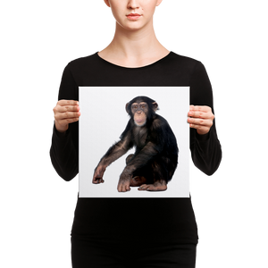 Chimpanzee Canvas