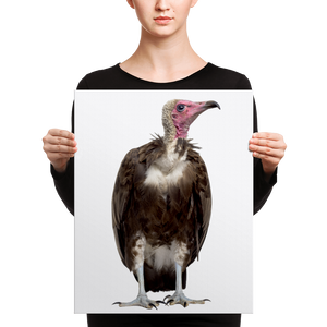 Vulture Canvas