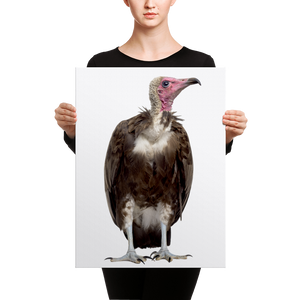 Vulture Canvas