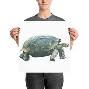 Galapagos-Giant-Turtle Photo paper poster
