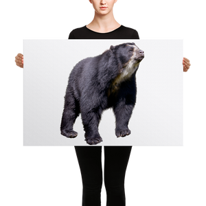 Specticaled-Bear Canvas