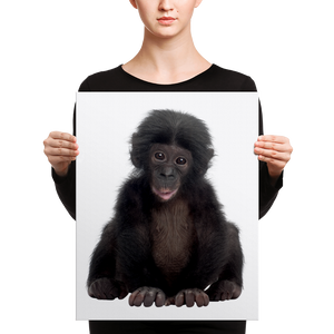 Bonobo Canvas