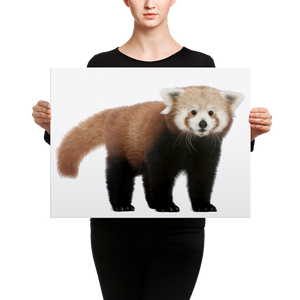 Red-Panda Canvas