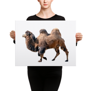 Bactrian-Camel Canvas