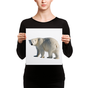 Polar-Bear Canvas