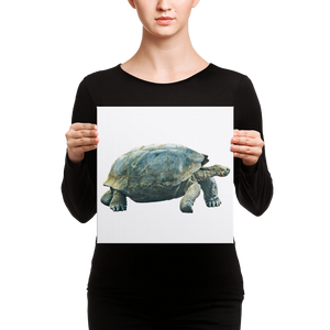 Galapagos-Giant-Turtle Canvas