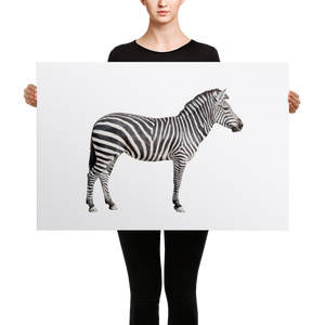 Zebra Canvas