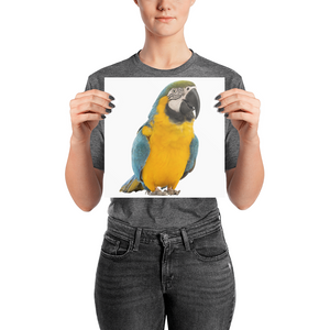 Macaw Photo paper poster