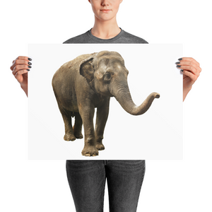 Indian-Elephant Photo paper poster