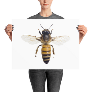 Honey-Bee Photo paper poster