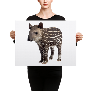 Tapir Canvas