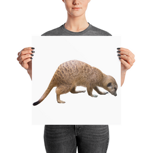 Mongoose Print Photo paper poster