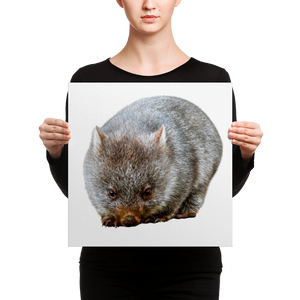 Wombat Canvas