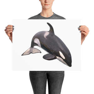 Killer-Whale Photo paper poster