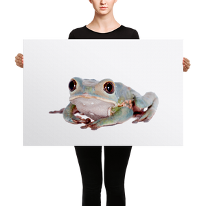 Tarsier-Frog Canvas