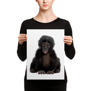 Bonobo Canvas