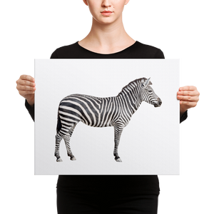 Zebra Canvas