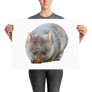 Wombat Photo paper poster
