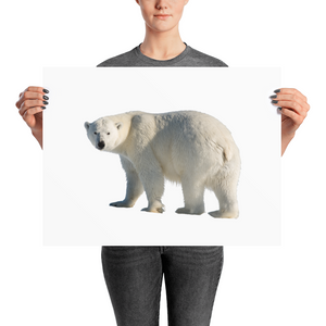Polar-Bear Photo paper poster