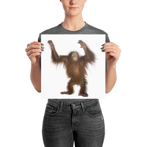 Orang-utan Photo paper poster