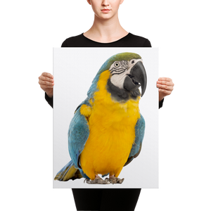 Macaw Canvas