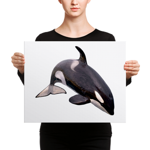 Killer-Whale Canvas