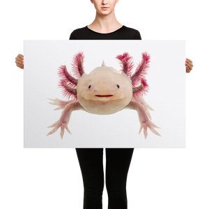 Axolotle Canvas