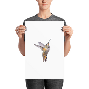 Hummingbird Photo paper poster